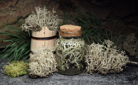 Iceland reindeer moss tincture bio organicの写真素材