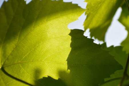 Fresh grape leaves in the summer sun