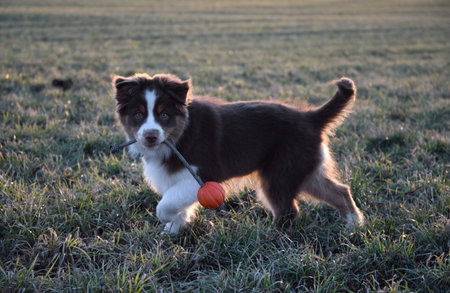 A border collie puppy is playing with a ball in the field.の写真素材