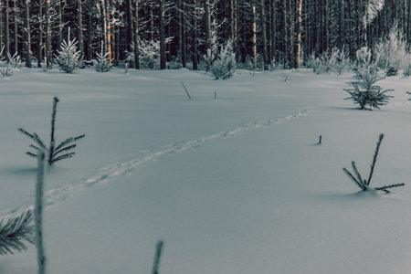 Path in the snow, next to the winter forestの写真素材