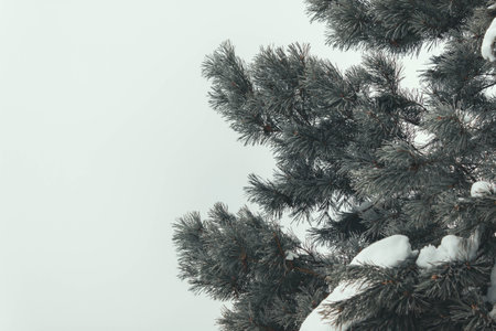 Fir branches with snow, winter photo sessionの写真素材