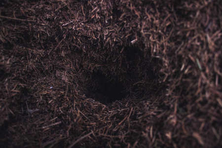 Anthill close-up, a hole deep into the houseの写真素材