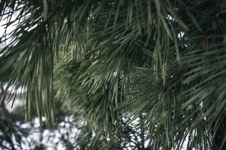 Lush green pine branch growing on a tree
