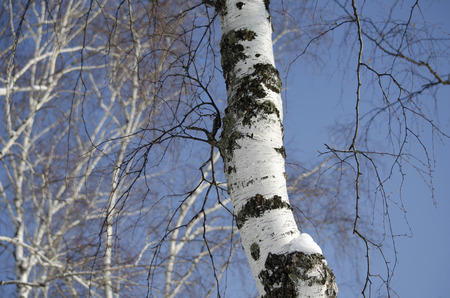 birchの写真素材