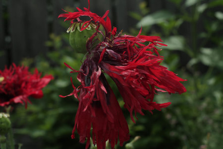 Blooming red poppy. One in the field is a poppy flower. Summer.の写真素材