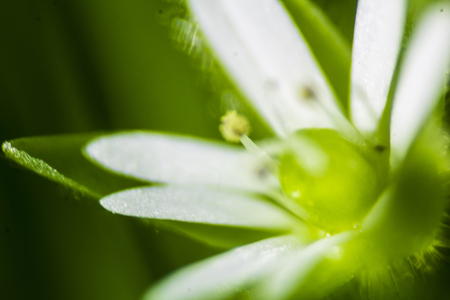 A white little flower is not in focusの写真素材