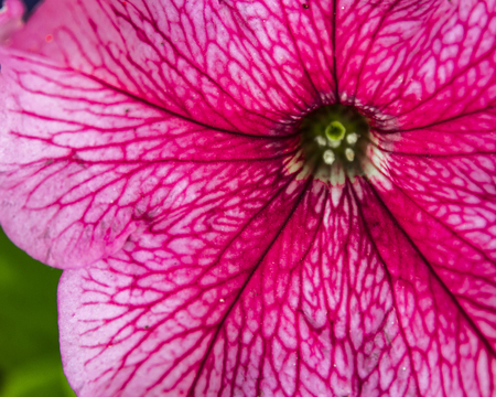 Pink flowerの写真素材