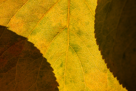 Autumn yellow leaf shaded from two sides by other leafsの写真素材