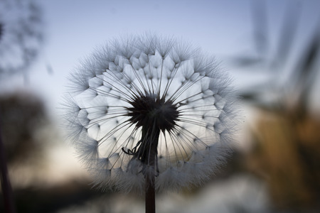 Blossoming out dandelion on a background morning skyの写真素材