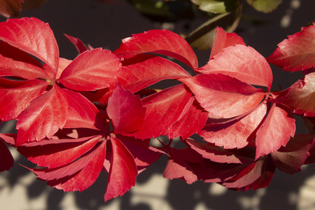 Red autumn leaves Virginia creeperの写真素材