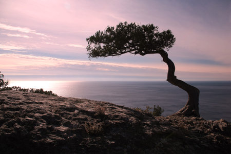 Zen is a tree on the cliff rocks and sunset over the sea の写真素材