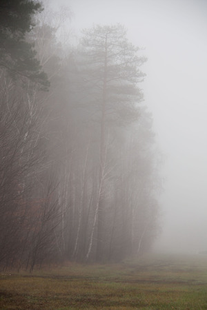fog in forest after rain. green forest with fog の写真素材