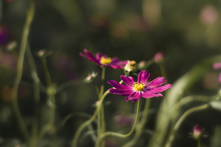 beautiful blossoming purple flower with drops, closeup. beautiful pink flowers in the garden の写真素材