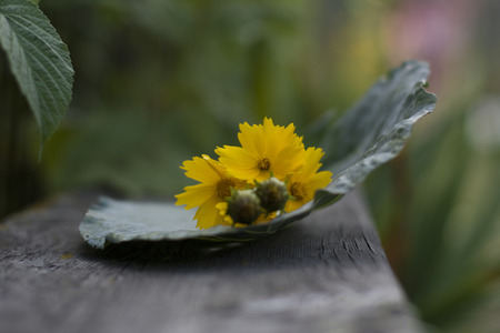leaf green macro with yellow flower on leafの写真素材
