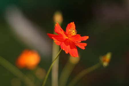 red flower in the field under sunの写真素材