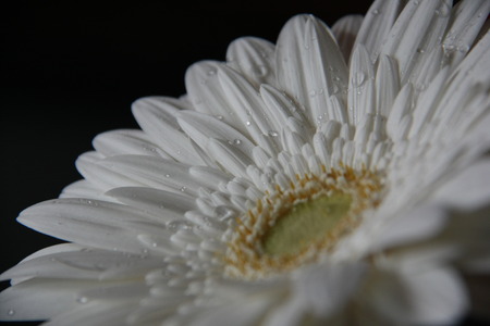 white daisies on black backgroundの写真素材