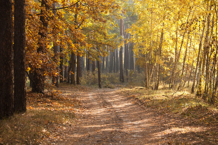 Beautiful autumn lane in the forest. Autumn landscape. Composition of nature. の写真素材