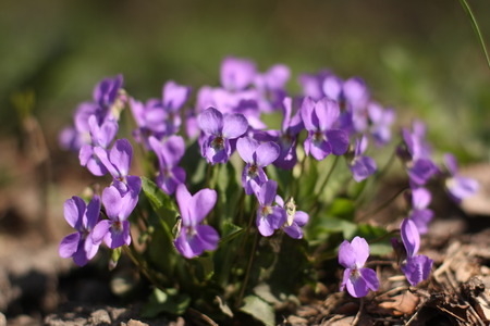 purple flowers in the fieldの写真素材