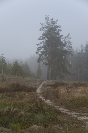 trees in the fog early morningの写真素材