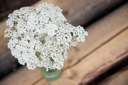 White field flowers. Achillea millefolium, yarrow or common yarrowの写真素材
