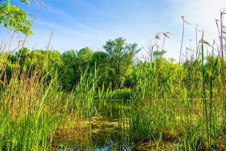 Reeds on river in forestの写真素材