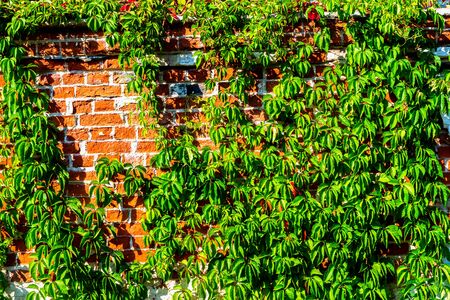Ivy on brick wallの写真素材