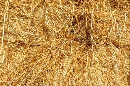 Background of bright orange hay close upの写真素材