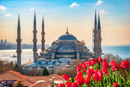 Blue Mosque and tulipsの写真素材