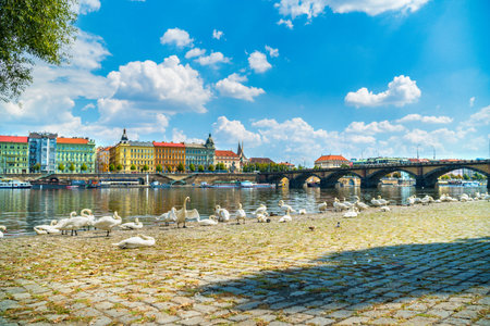 Flock of swans in Pragueの写真素材