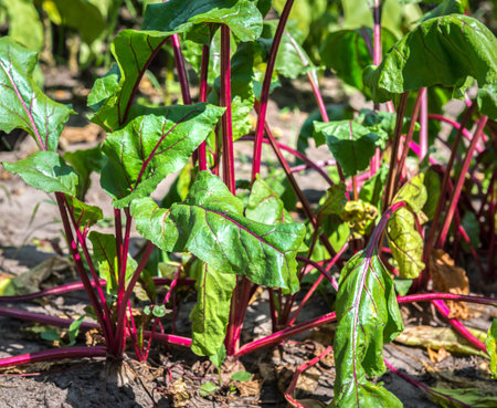 Beet in the garden