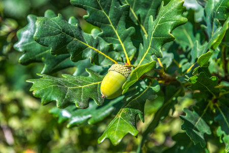 Acorn on oak