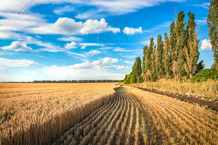Growing amd mowed wheatの写真素材