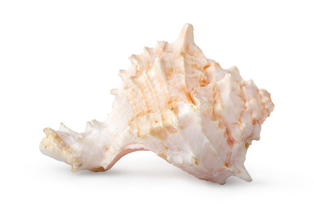 Beautiful sea shell isolated on a white background
