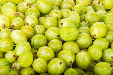 Background of gooseberryの写真素材