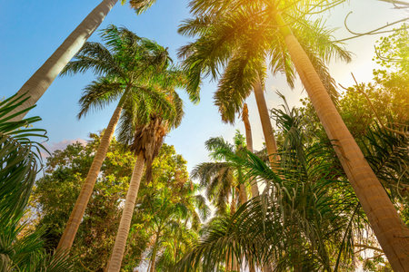 Palms and sun