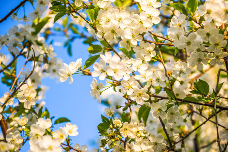 Blooming cherry tree on a background of blue sky