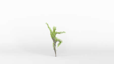 Growing Tree in a shape of a Human. Eco Concept. 3D rendering.の写真素材
