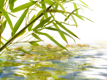 bamboo gardenの写真素材