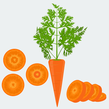 Vegetable organic food fresh and sliced carrot isolated on white background vector illustration. Flat and solid color design.のイラスト素材