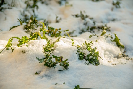 First green grass from under snow. Spring is at the door. Snow is melting day by day. Morning sunlightの写真素材