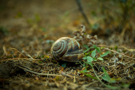 A close up of the snail on grass.