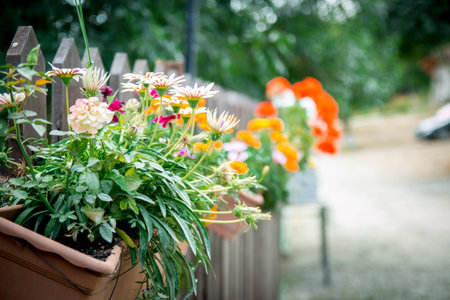 Flower pot hang on wooden wall or fence.の写真素材