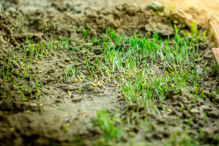 Group of seeds sprout growing from ground. Organic concept.の写真素材
