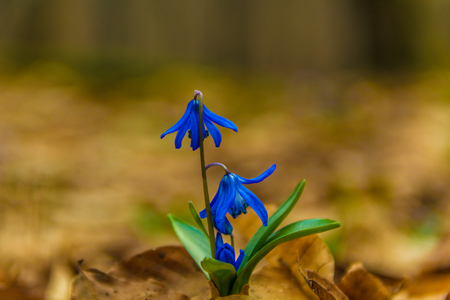 Scilla siberica spring beauty in forest. Spring is at door. Close up shotの写真素材