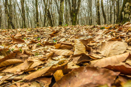Autumn Leaves in forest. Autumn beautiful view with trees background.の写真素材