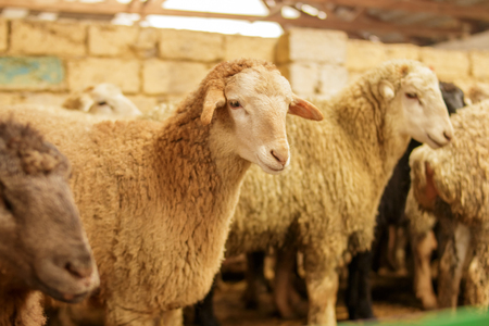 Livestock farm, flock of sheep. Indoor shot.の写真素材