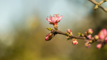 Pink blossoms with blurred soft green background.の写真素材