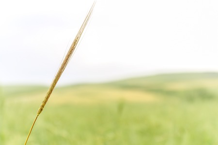 Close up of fresh green wheat in spring.の写真素材