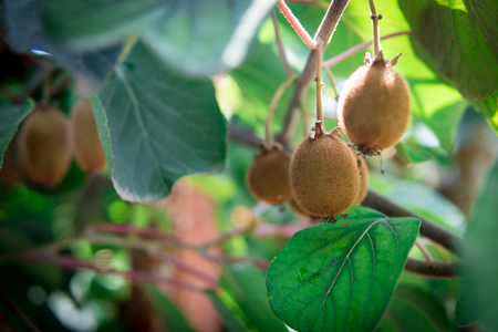 Kiwi fruit on the branch.の写真素材