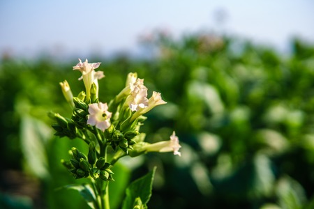 Blooming tobacco plants with leaves. Closeup shotの写真素材